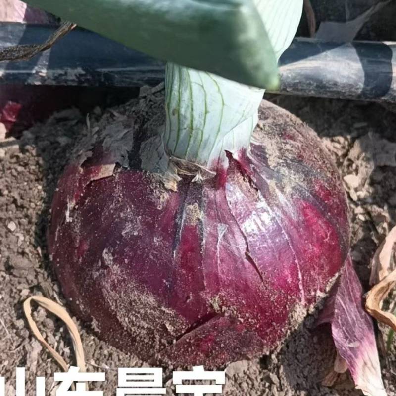 洋葱种子，晨宝卜居红洋葱种子，紫红皮，包回收
