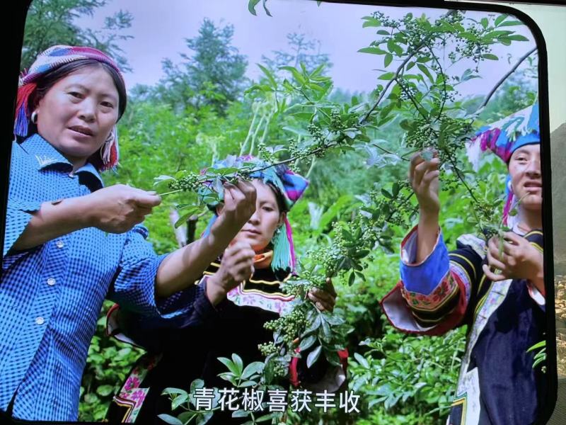 金阳青花椒