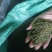 吴茱萸药籽供应