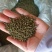 吴茱萸药籽供应