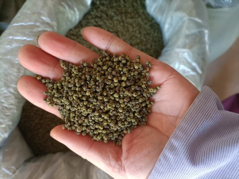 吴茱萸药籽供应