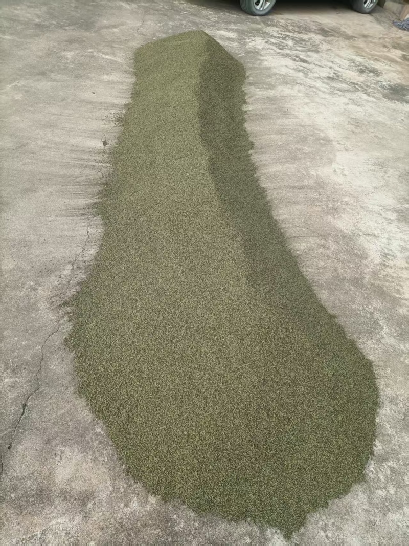 吴茱萸药籽供应