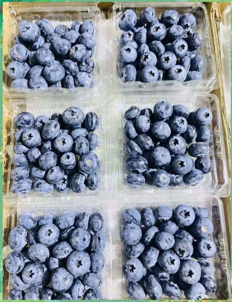 【只卖精品】大颗蓝莓鲜果新鲜水果当季大蓝莓怡颗孕妇整箱包