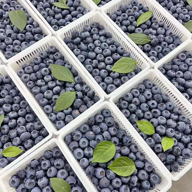 【只卖精品】大颗蓝莓鲜果新鲜水果当季大蓝莓怡颗孕妇整箱包