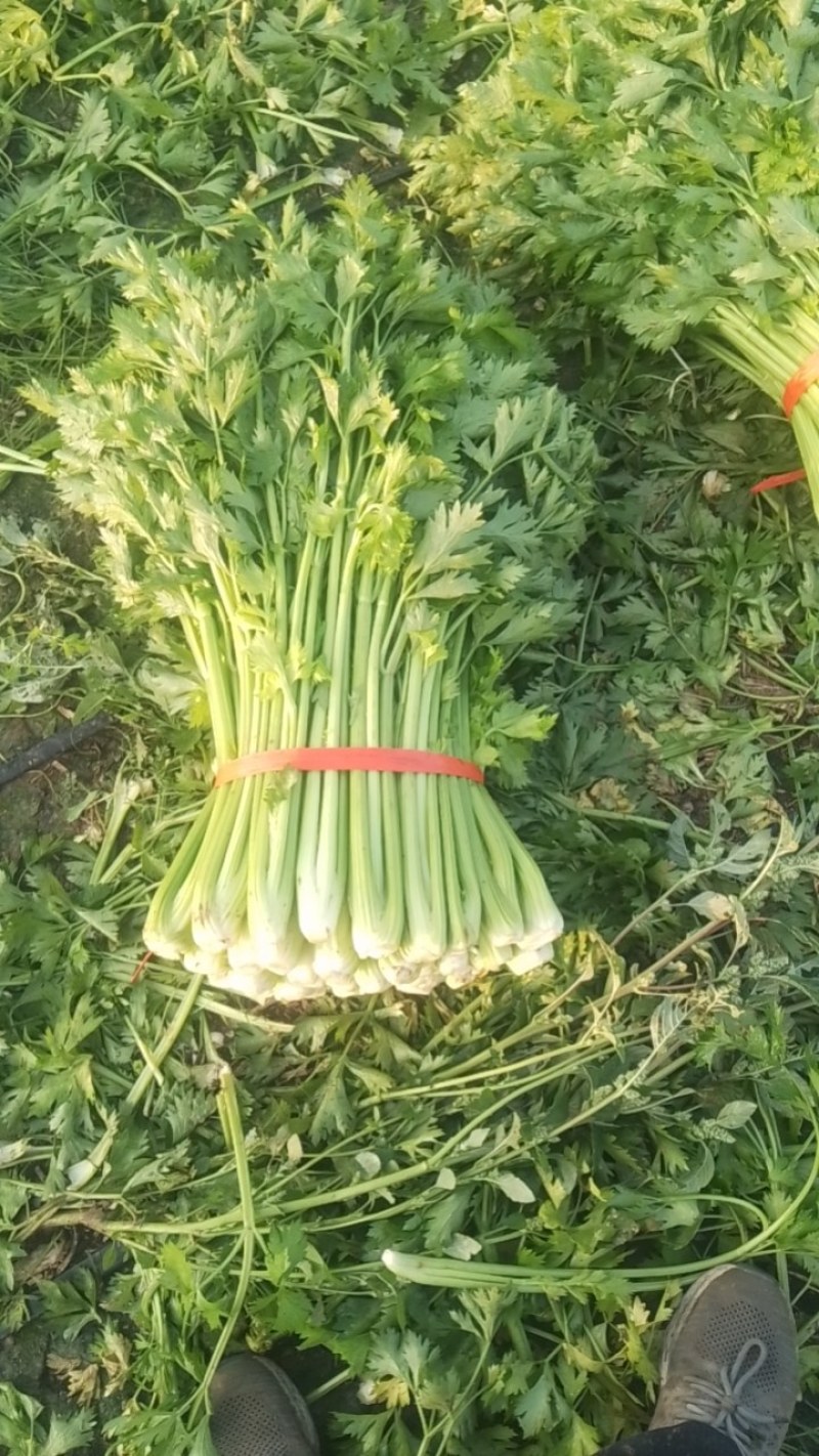 辽宁芹菜，西芹大量有货，产地一手货源欢迎新老客户前来合作