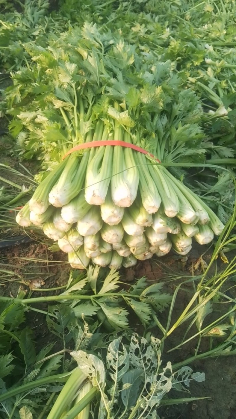 辽宁芹菜，西芹大量有货，产地一手货源欢迎新老客户前来合作