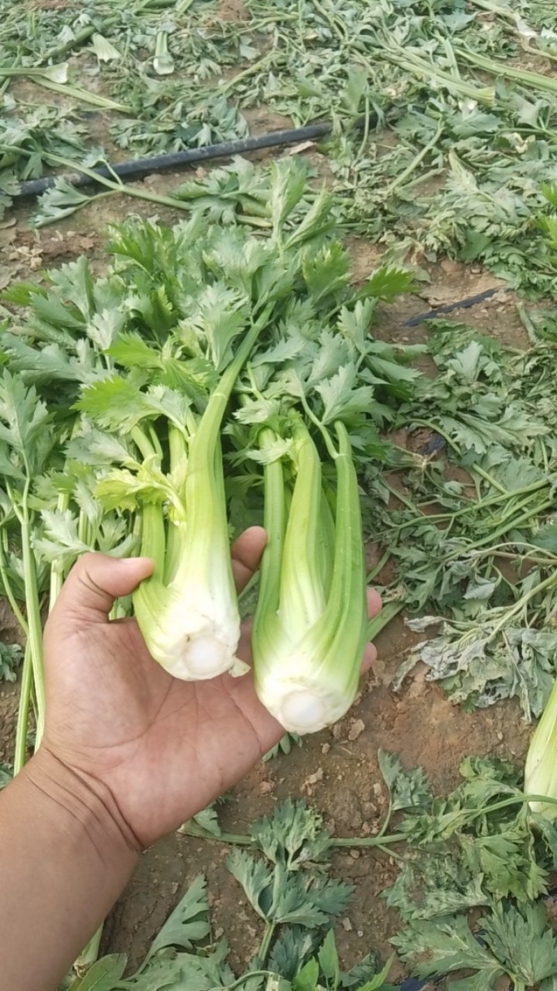 辽宁芹菜，西芹大量有货，产地一手货源欢迎新老客户前来合作