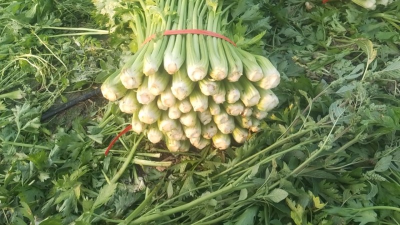 辽宁芹菜，西芹大量有货，产地一手货源欢迎新老客户前来合作