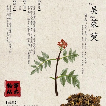 吴茱萸药籽供应