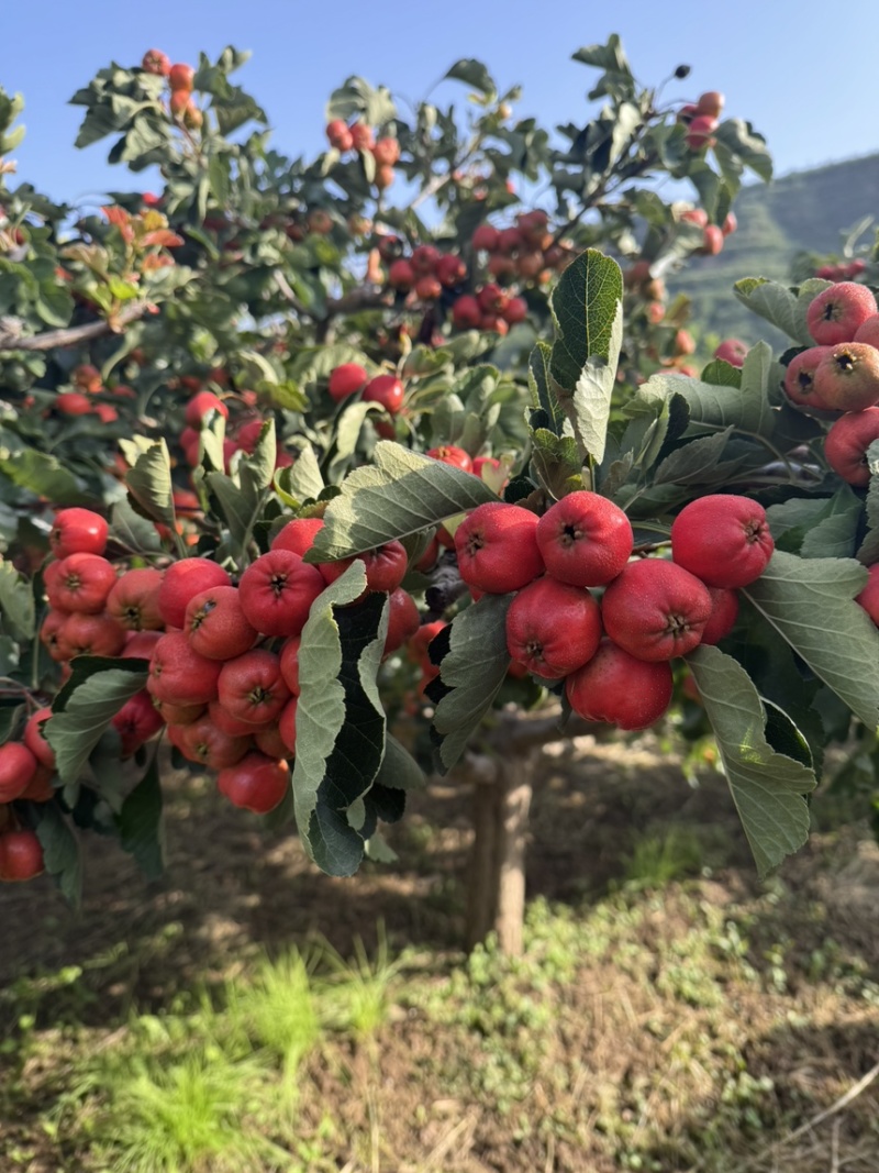 山西运城绛县山地富硒棉球山楂成熟了