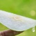 隰县玉露香梨，红富士苹果，汁多味甜，回味无穷