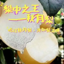 秋月梨产地大量上市，果肉细腻，入口即化，糖度达到15个