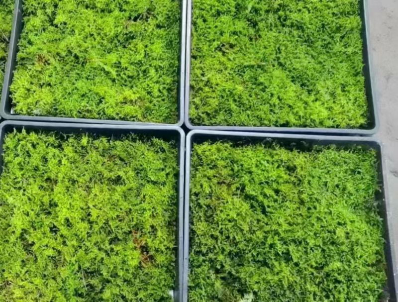 地被植物大灰藓托盘38X38公分，量大价优，欢迎订购。