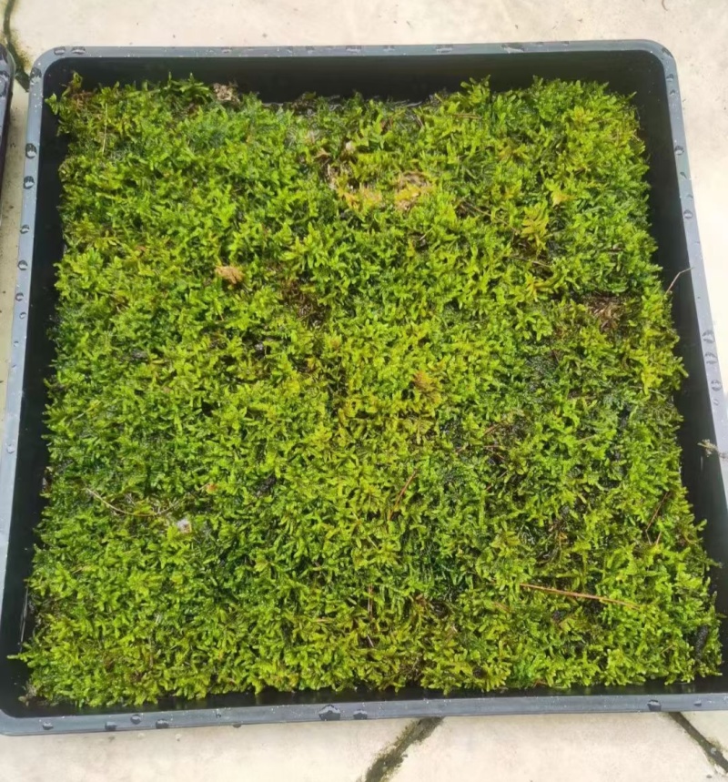 地被植物大灰藓托盘38X38公分，量大价优，欢迎订购。