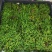 地被植物大灰藓托盘38X38公分，量大价优，欢迎订购。