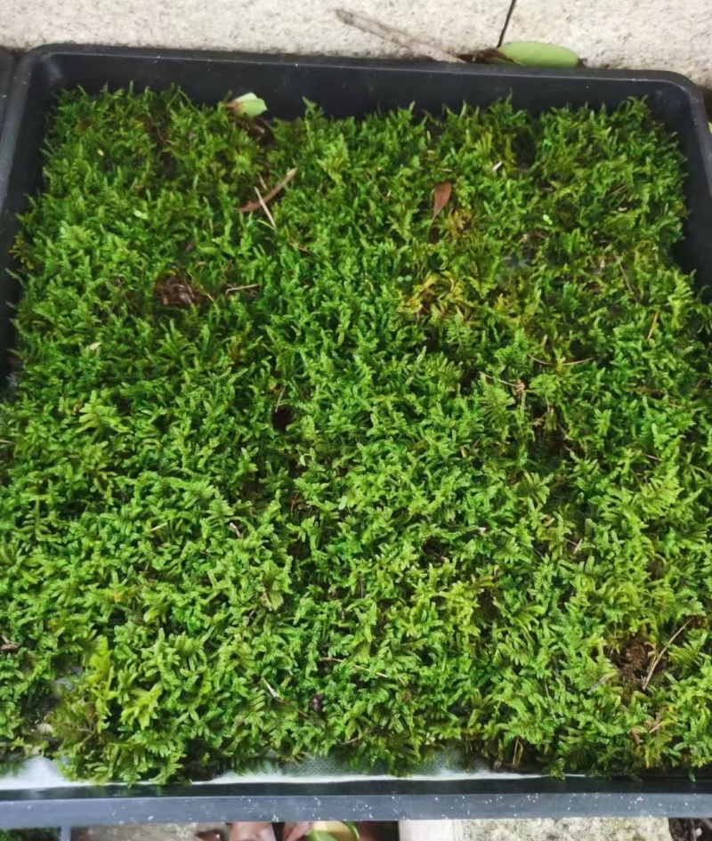 地被植物大灰藓托盘38X38公分，量大价优，欢迎订购。