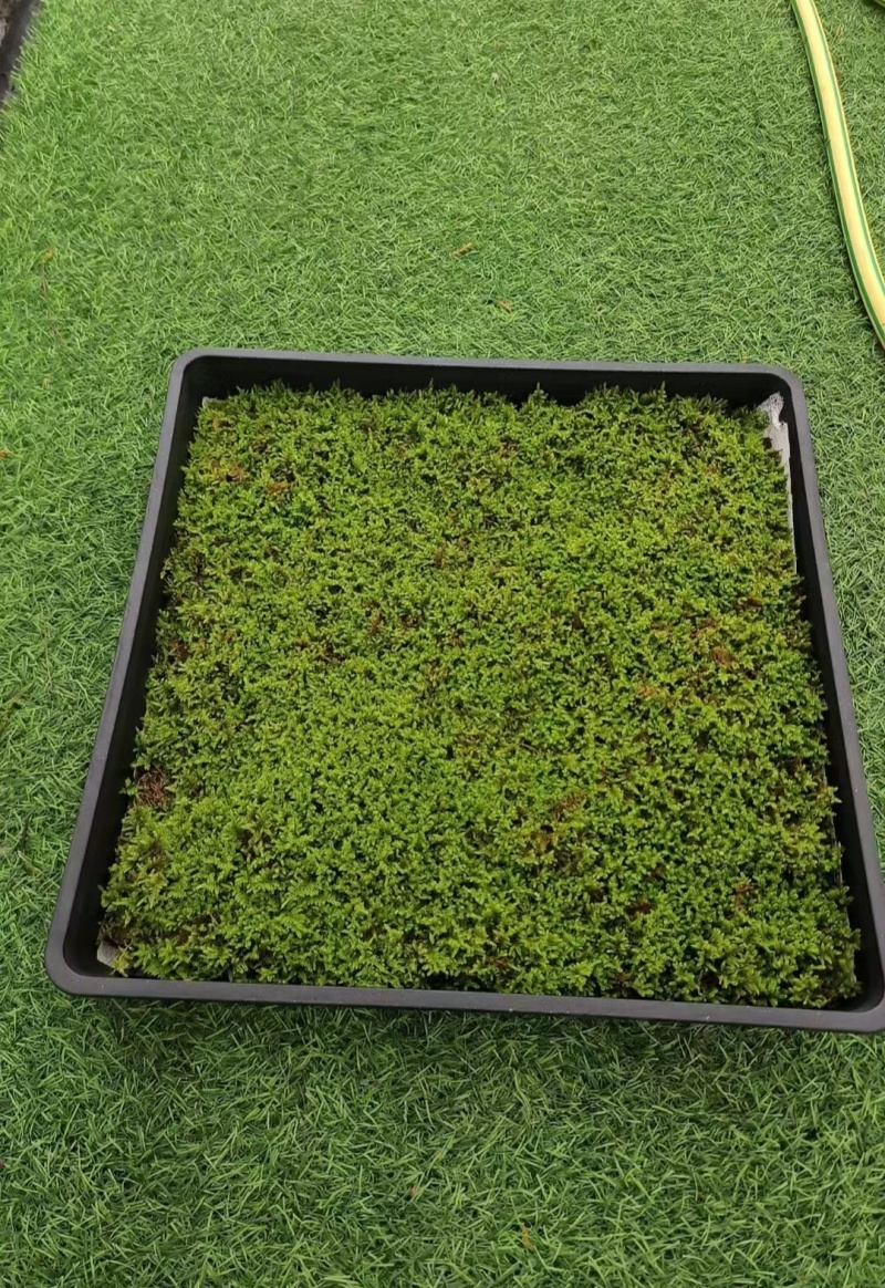 地被植物大灰藓托盘38X38公分，量大价优，欢迎订购。