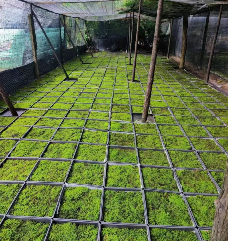 地被植物大灰藓托盘38X38公分，量大价优，欢迎订购。