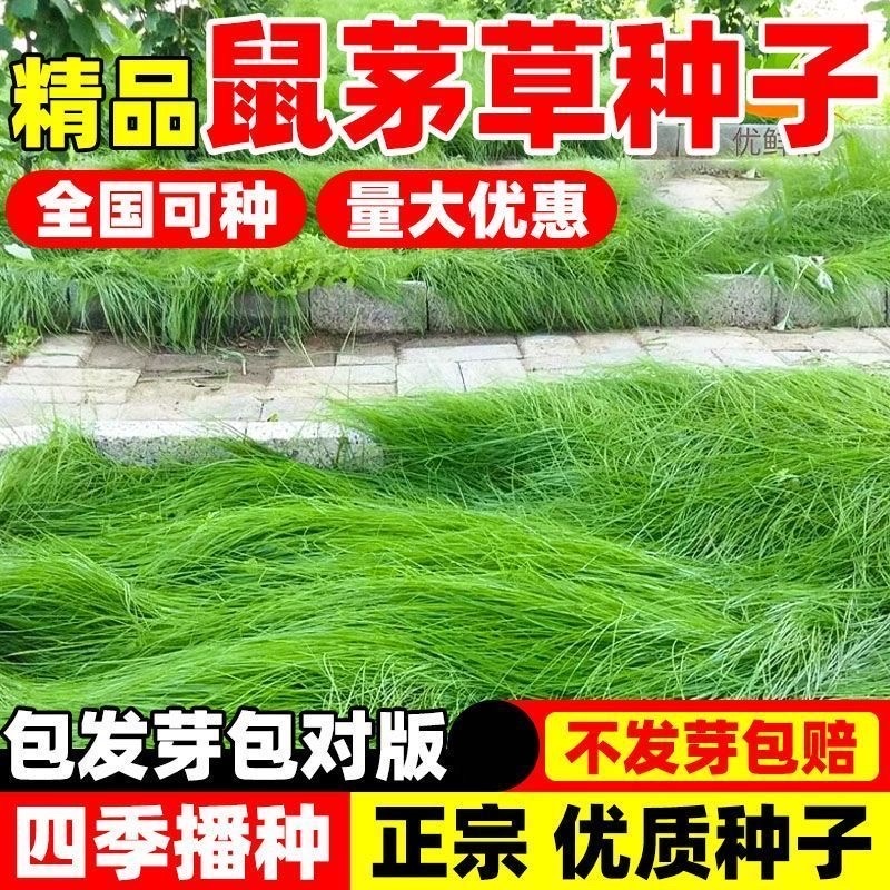 鼠茅草种子多年生果园绿肥种籽抑制杂草改善土壤固氮