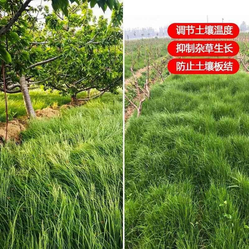 鼠茅草种子多年生果园绿肥种籽抑制杂草改善土壤固氮
