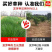 鼠茅草种子多年生果园绿肥种籽抑制杂草改善土壤固氮
