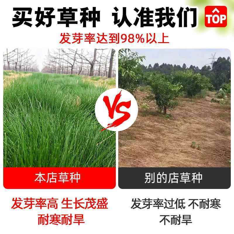 鼠茅草种子多年生果园绿肥种籽抑制杂草改善土壤固氮