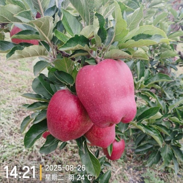 海拔1600的高山花牛黑蛋蛋