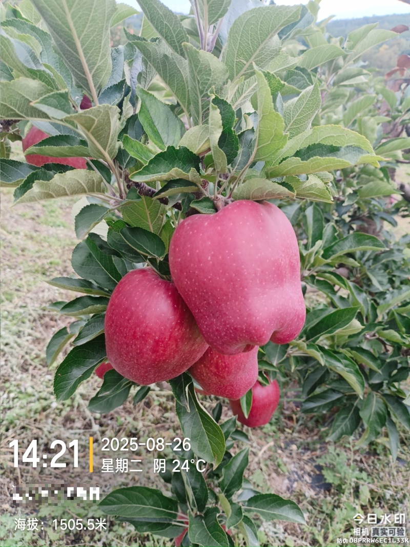 海拔1600的高山花牛黑蛋蛋