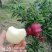 海拔1600的高山花牛黑蛋蛋