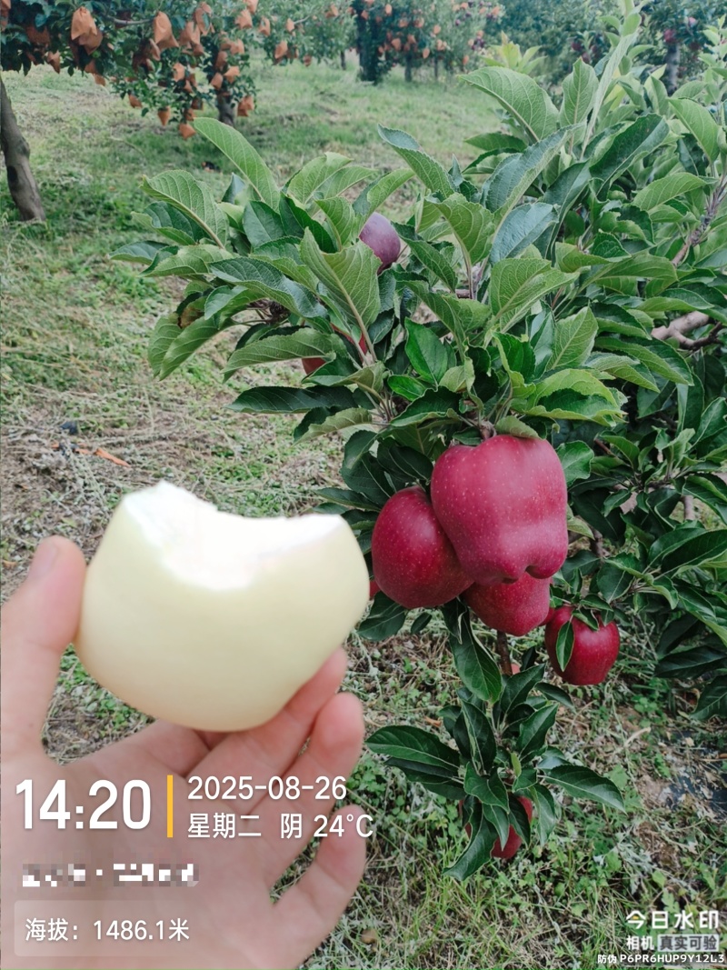 海拔1600的高山花牛黑蛋蛋