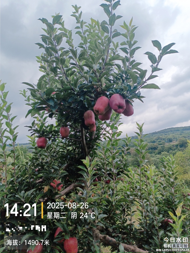 海拔1600的高山花牛黑蛋蛋