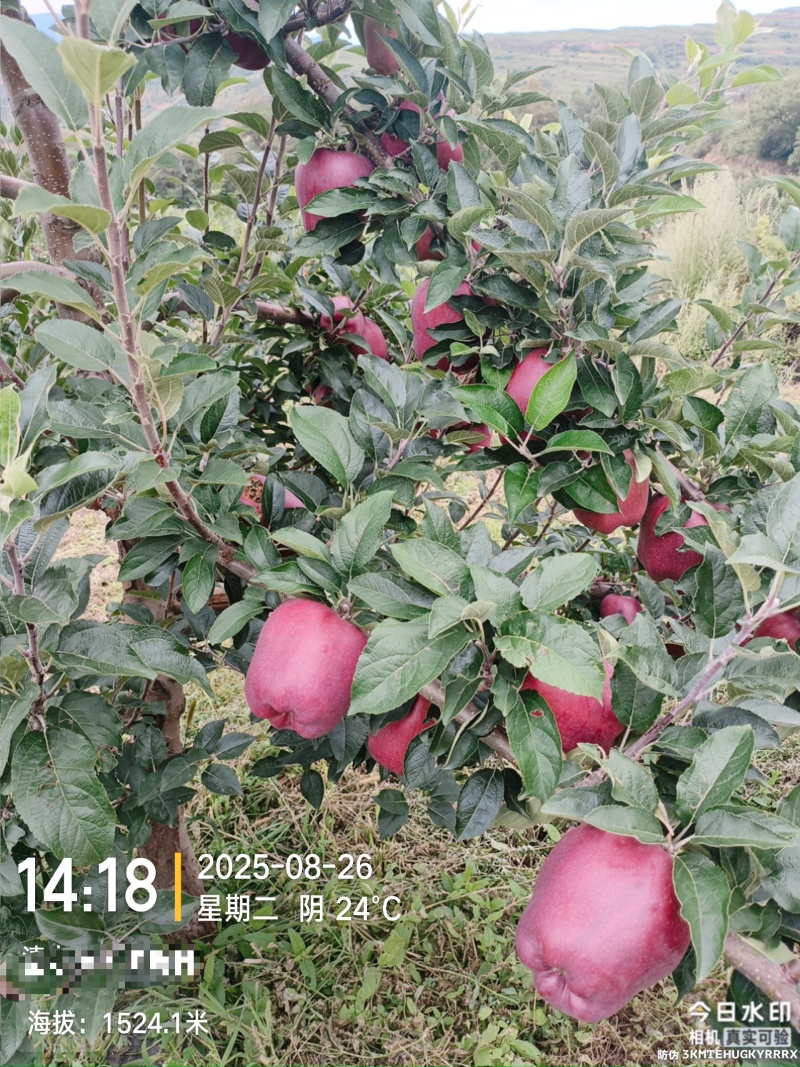 海拔1600的高山花牛黑蛋蛋