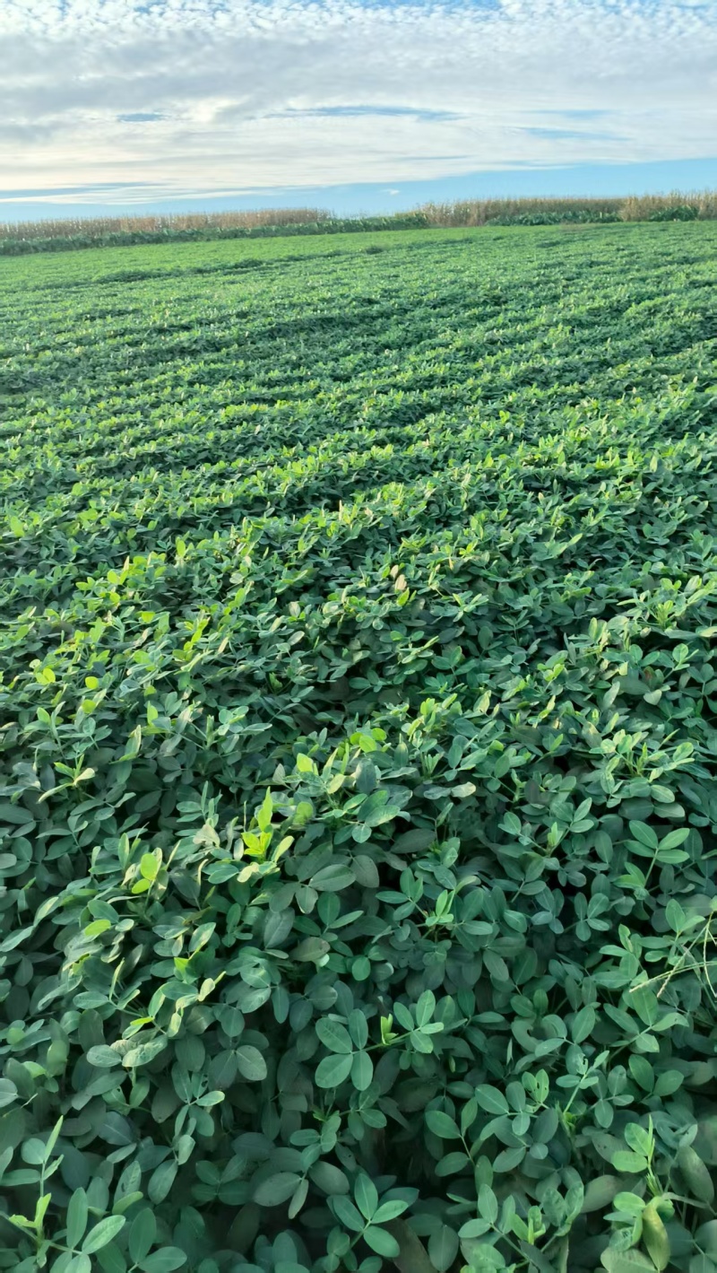 鹰嘴花生口感好质量优量大