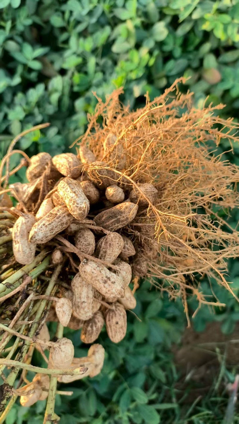 鹰嘴花生口感好质量优量大