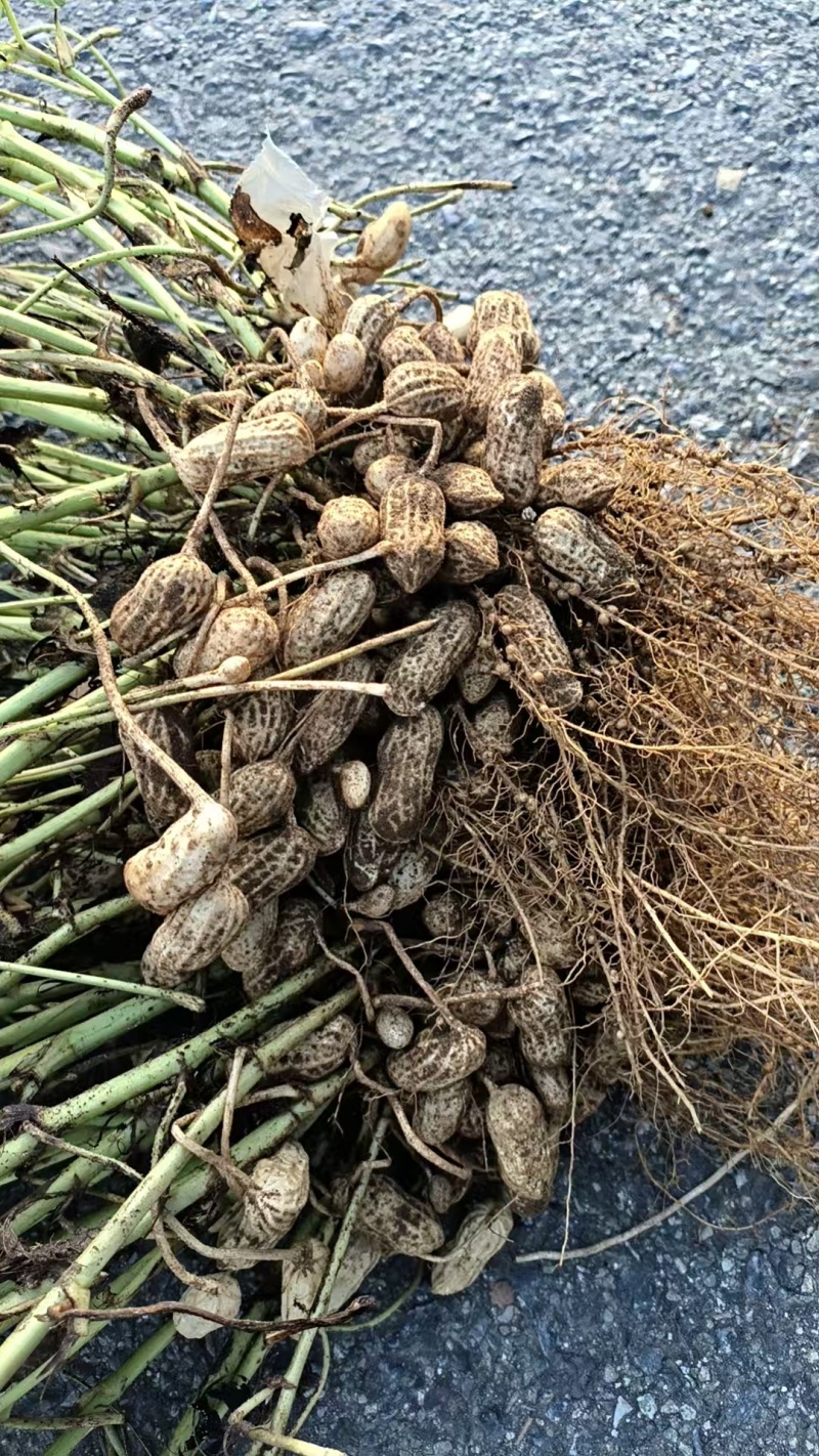 鹰嘴花生口感好质量优量大