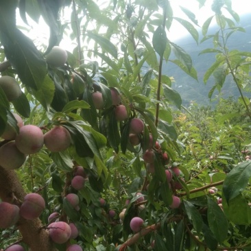 脆红李