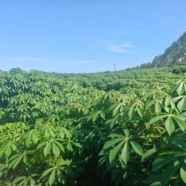 华南九号木薯