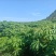 华南九号木薯