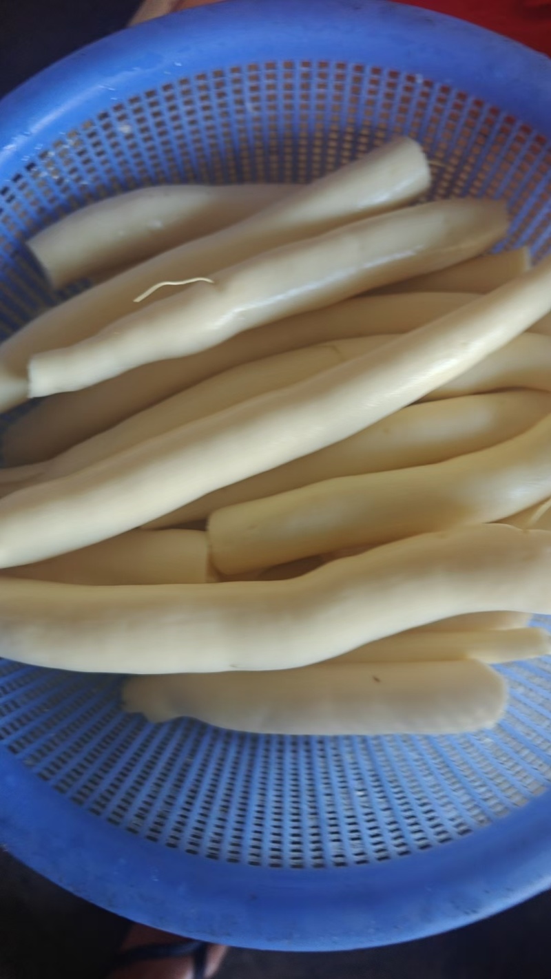 华南九号木薯