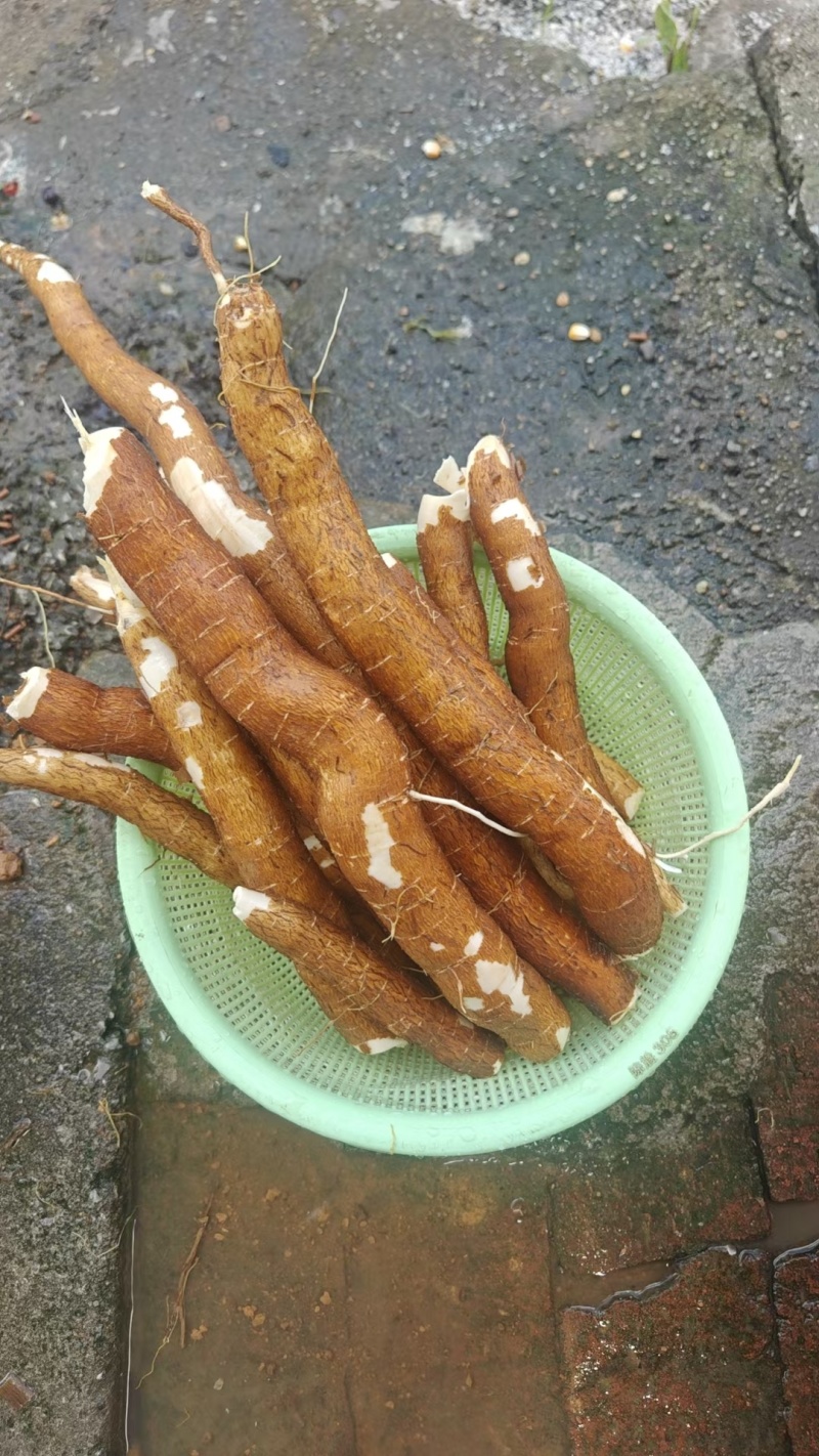 华南九号木薯
