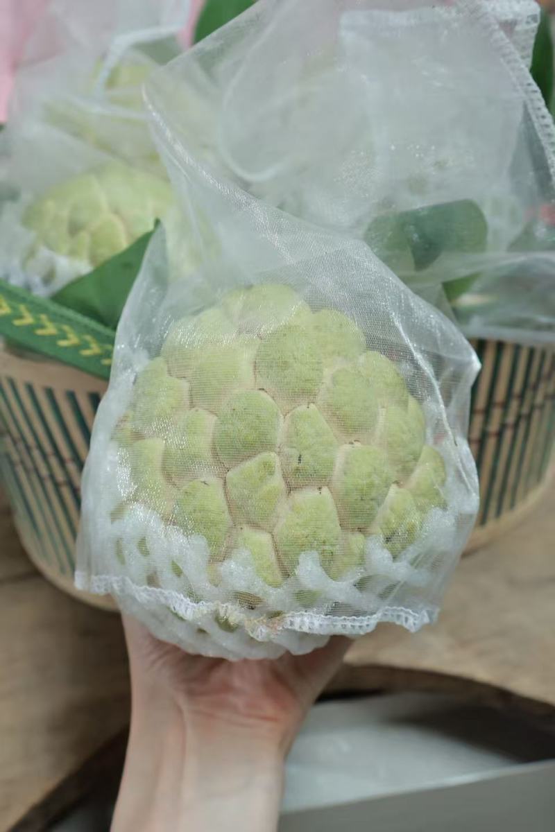 潮汕樟林番荔枝