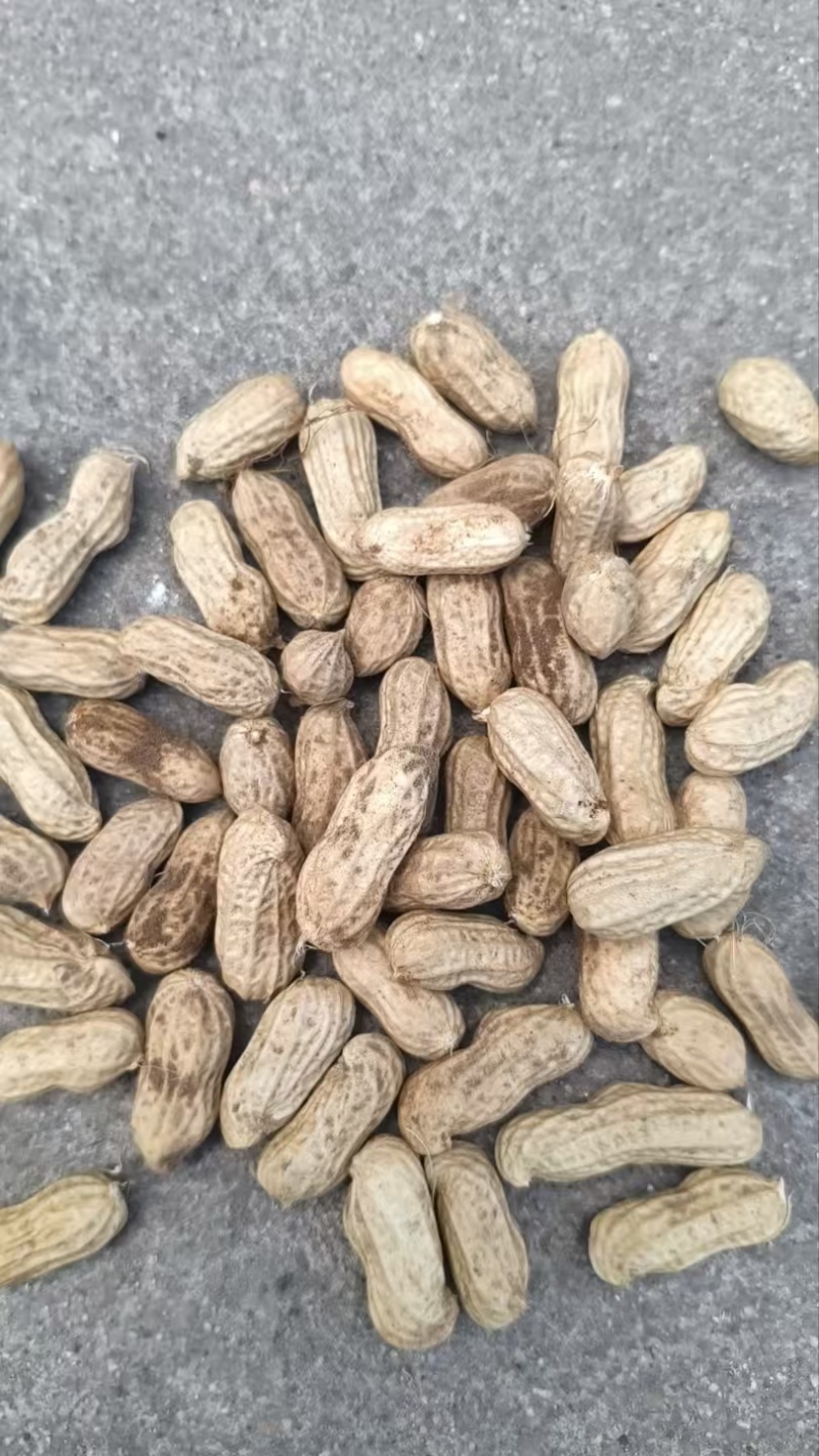 鹰嘴花生口感好质量优量大