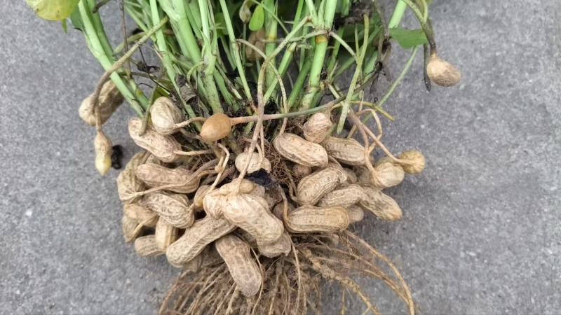 鹰嘴花生口感好质量优量大