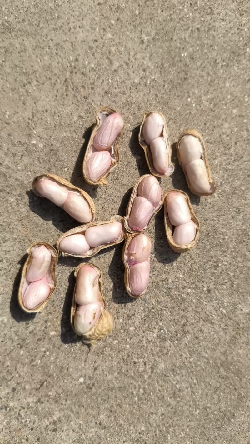 鹰嘴花生口感好质量优量大