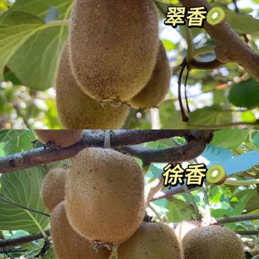 周至猕猴桃