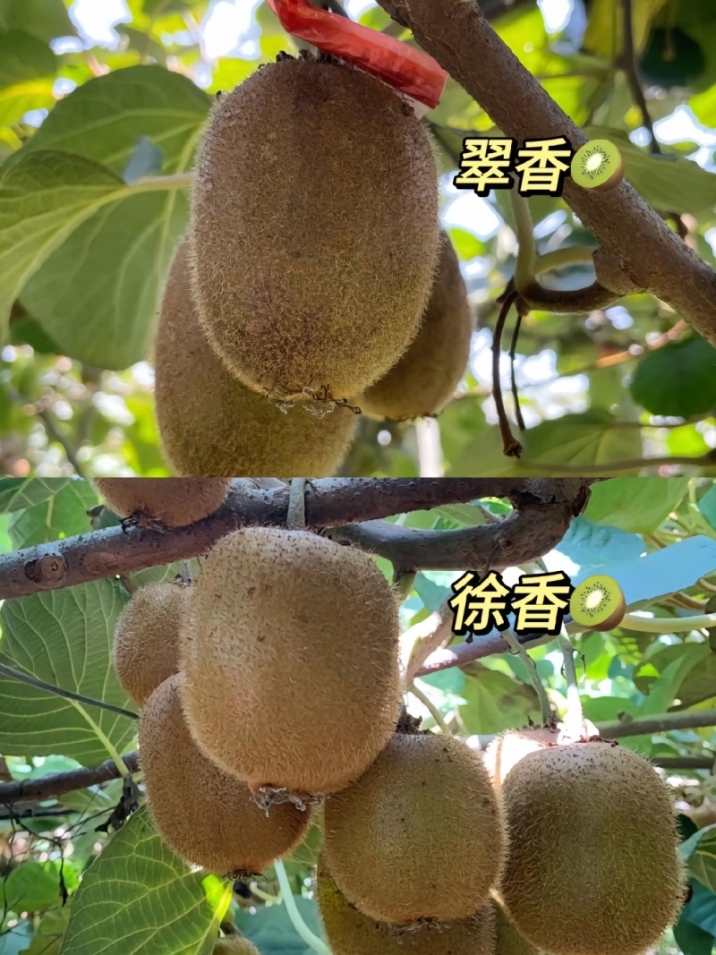 周至猕猴桃