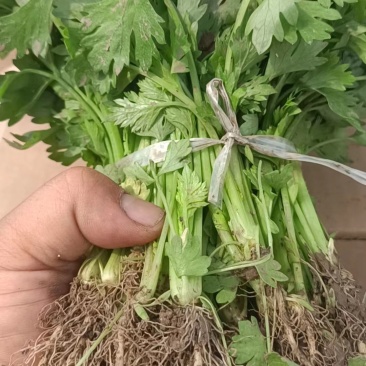 优质芹菜苗