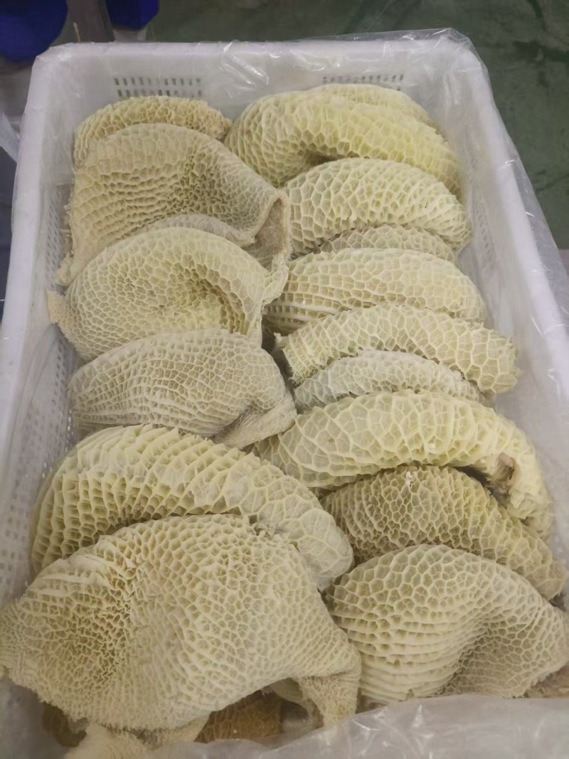 八分金钱肚