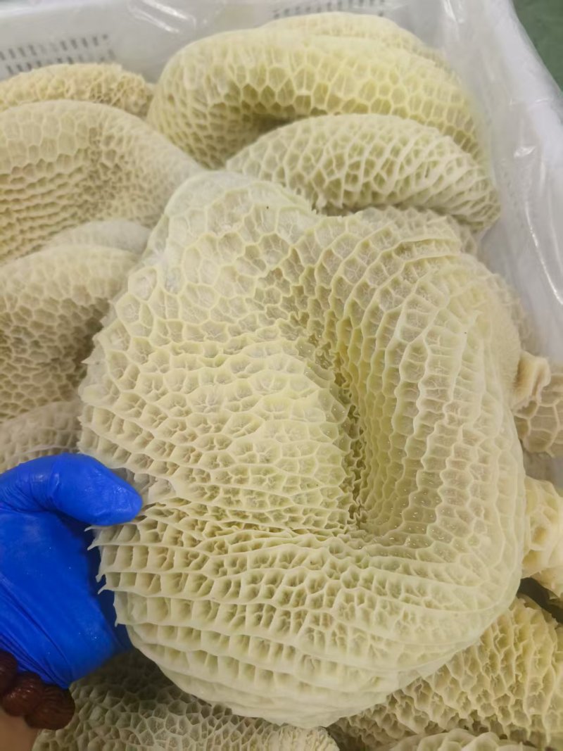 八分金钱肚