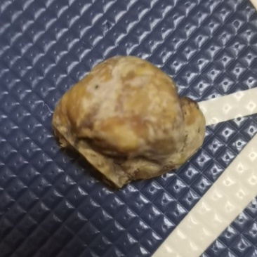半成品牛黄
